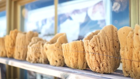 Display of natural sea sponges on sale as local product in shop store of Tarpon Springs, Florida Greek diaspora fishing town panning closeup in sponge capital of the world
