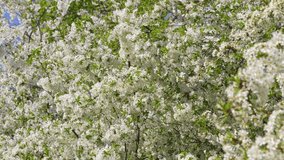 Beautiful green spring fruit trees blooming with many small white flowers. Branches of tree isolated on clear sunny blue sky with sun sparkling through foliage. Abstract natural 4k video background