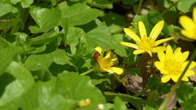 Closeup view 4k stock video of bright yellow flowers blooming outdoor on spring sunny meadow. Cute red lady bug sitting on petals of plants