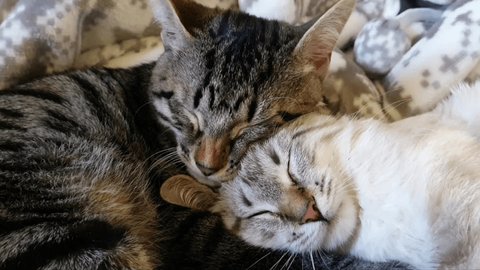 Cute cats sleep together on the bed. Beautiful couple of sleeping kittens. Beautiful cats are resting.	