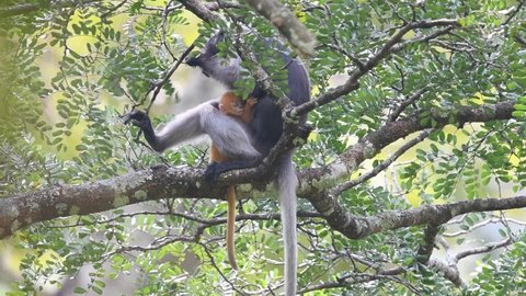  DUSKY LANGURs are very cute in the natural forest.