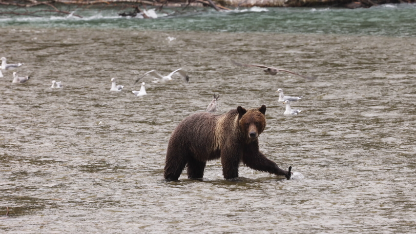 Bear eating salmon. Grizzly bear foraging in fall fishing for salmon in spawning area of river. Brown Bear walking in landscape in coastal British Columbia near Bute inlet and Campbell River, Canada Royalty-Free Stock Footage #1086800282