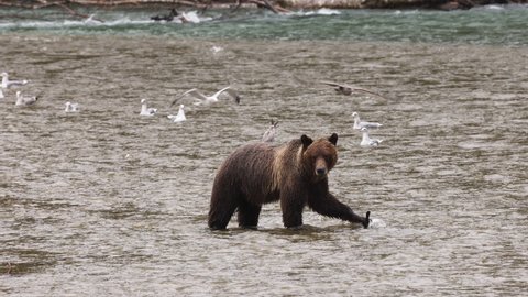 Bear eating salmon. Grizzly bear foraging in fall fishing for salmon in spawning area of river. Brown Bear walking in landscape in coastal British Columbia near Bute inlet and Campbell River, Canada