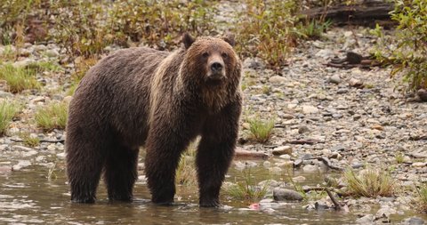 Bear eating salmon. Grizzly bear foraging in fall, fishing for salmon. Brown Bear in river landscape in coastal British Columbia near Bute inlet and Campbell River. Animals and wildlife in Canada