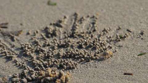Close up of ghost crab makes balls of sand while eating. Soldier crab or Mictyris is small crabs eat humus and small animals found at the beach as food