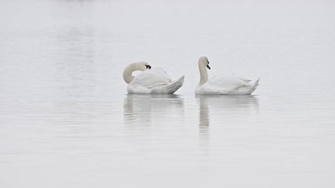 Couple Mute swans (Cygnus olor) preening their feathers at white water lake.