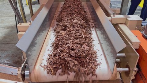 Dried Shredded Tobacco On Conveyor Belt At Cigarette and Tobacco Factory In Dominican Republic. - close up