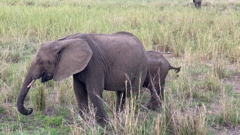 Tarangire National Park. A little elephant runs up to his mother-elephant. The amazing nature of Tanzania. Safari in Africa.