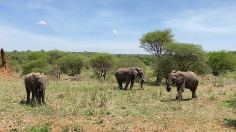 Safari in Africa. A family of three elephants graze in Tarangire National Park. The amazing nature of Tanzania.