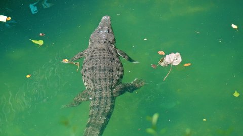 Wild African alligators float in the water, plunging to the bottom of the river and float from above