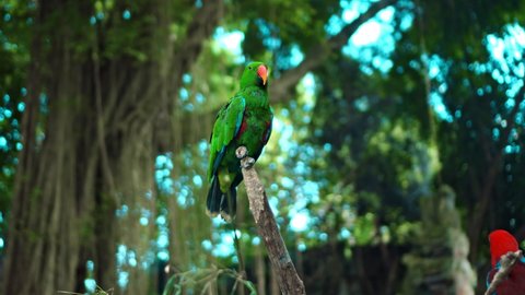 Parrot green Eclectus roratus with green feathers in the usual habitat with green grass and sprawl sits on a wooden branch