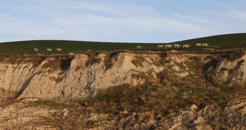 Cows grazing along the edge on top of a cliff on the cap blanc nez on the Cote d'Opale, in the Pas-de-Calais, France. . High quality HD footage