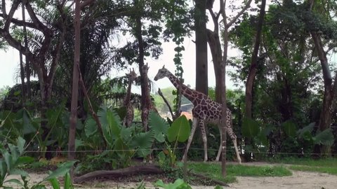Giraffe head (Giraffa camelopardalis) is an African even-toed ungulate mammal, the tallest living terrestrial animal and the largest ruminant. Animal world of Singapore.