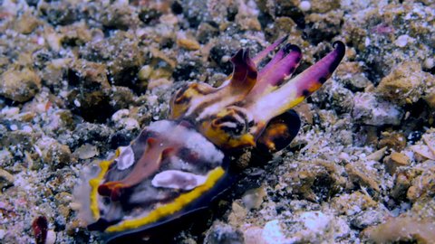 Close-up. Pfeffer's flamboyant cuttlefish is actively walking on gray sand. Her body changes colors. Philippines. Anilao.