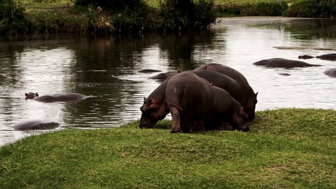 A large brown African Hippopotamus (Hippopotamus amphibius), with some red-billed oxpecker (Buphagus erythrorynchus) eating off of its back, walks into a murky river in a Kenyan National Park.