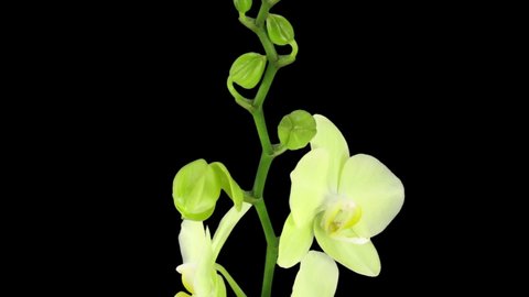 Time lapse of opening yellow orchid 3b3 in RGB + ALPHA matte format isolated on black background
