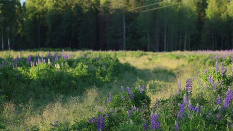 A dirt road overgrown with grass in the middle of a green field with blooming lupines at sunset