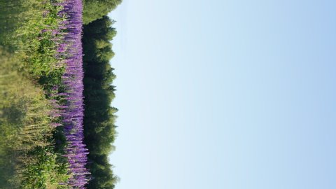 Close-up view slow motion video footage of sunny summer blooming lupine purple (violet) flowers and other wild plants isolated on blue sky. Lupinus (lupin, lupine) flowering sunny field. Vertical