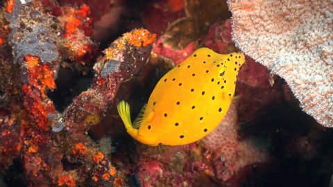 Yellow Boxfish swimming on colourful coral reef in the tropics