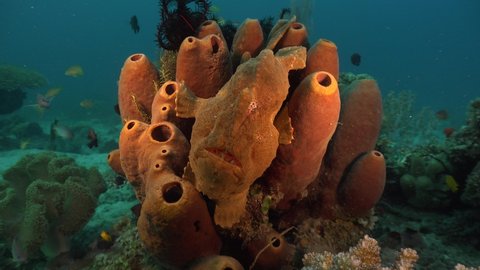 Giant Frogfish sitting on brown sponge colony on tropical coral reef