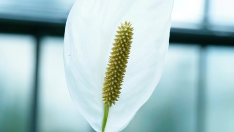 4K Cinematic nature slow motion shot of an exotic flower, called white anthurium, at the botanical garden in Montreal, Canada.