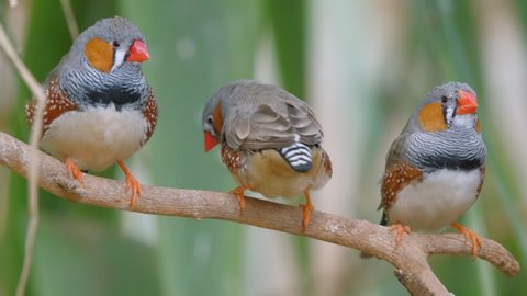 A pair of Zebra Finch One of the most popular weaver birds bred by hobbyists