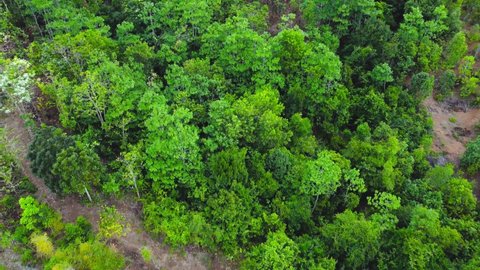 Aerial 4K video footage of a tropical forest in Aceh Besar District, Aceh Province