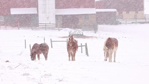 Three Belgian draft horses graze in a snowy field. The middle horse pauses to look forward at the camera. 