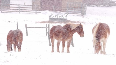 Three Belgian draft horses graze together in a snowy field on an Amish farm. The hay feeder and part of the barn can be seen in the back ground. 