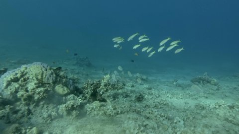 School of fish swimming near coral reef on shallow water. Underwater life in ocean. Camera moving forwards. Brassy Chub (Kyphosus vaigiensis) and Yellowstripe Goatfish (Mulloidichthys flavolineatus)