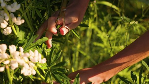 Flowering white lupines are cut with scissors and make a bouquet of flowering plants. The concept of a holiday in nature