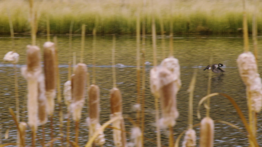 Birds launch into flight from lake surface
