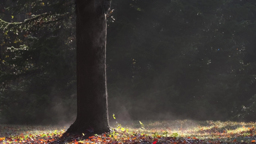 Sun streaming through the steam rising off of the bark of a tree on a cold Wisconsin morning.