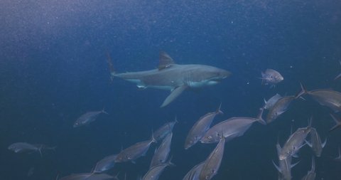 Slow-motion, Amazing and scary footage of a Great white shark attacking a cage underwater. High-quality 4k footage