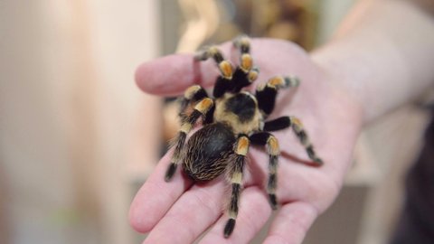 Brachypelma smithi - large tarantula spider on the male hand. Woman touches a spider. Close-up 4k.