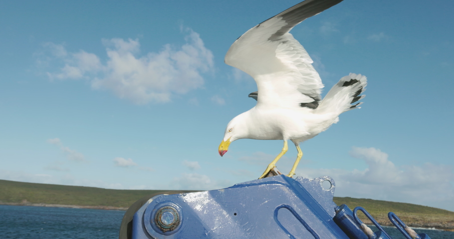 Seagull seabird standing on the back of a boat looking for great white sharks and fish. High-quality 4k footage. Australia. fishing and tourism. Fish farm.
