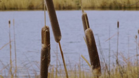 Cattails sway in wind by a lake