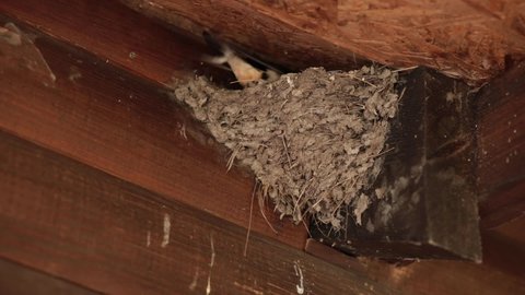Nest of swallows under roof of house in village closeup. Swallow fly and feed nestlings. Take care of nestlings, ensure safety from external dangers. Nest under roof - symbol of happiness in house.