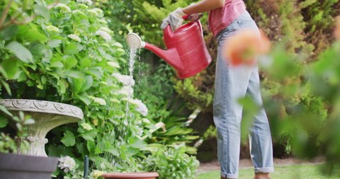 Happy biracial woman gardening, watering plants with watering can. horticulture, gardening and spending quality leisure time at home and garden.