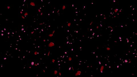 Falling pink and red rose petals. Valentine slow motion 4k animation