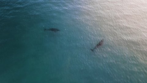4K Aerial of two dolphins playing in the sea. Top drone shot, following the two.
Praia Grande, Sintra, Portugal