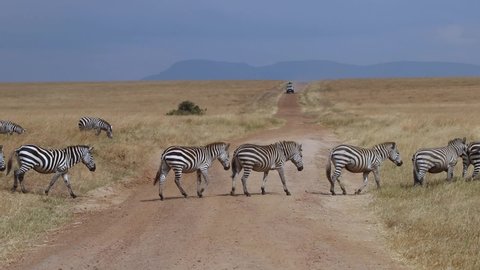 Zebras crossing a dirt road in the African Savanna, Kenia Safari Maasai Mara