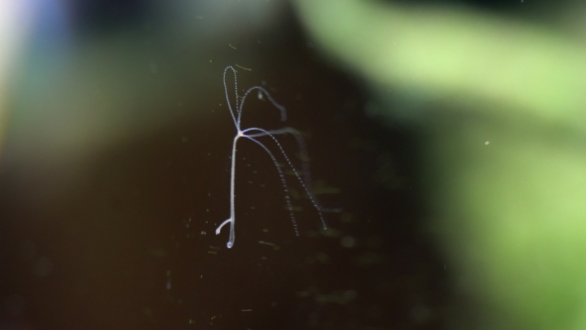 Hydra with budding offspring growing from its lower stalk, illustrates asexual reproduction. Royalty-Free Stock Footage #1086865148