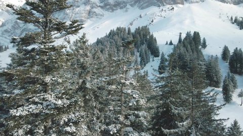 Swiss Mountain Saentis in the alps with fresh snow and fog. Beautiful snowy mountains and trees.