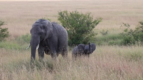 Mom elephant with her calf grazing in the savanna, Kenia