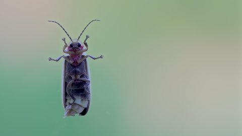 The underside of a firefly on a window frame left, copy space on right