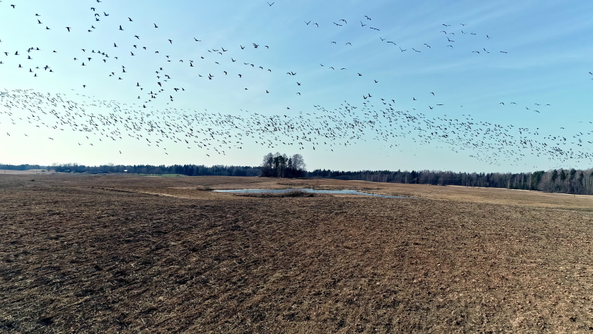 Drone shot through large group of birds flying above a barren field with a pond at a distance. Slow motion shot. Royalty-Free Stock Footage #1086865619