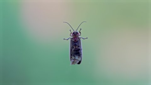 The underside of a firefly on a window, stretching