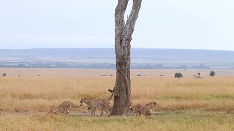 Group of Cheetahs in the Savanna Massai Mara, Kenia