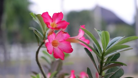 Adenium obesum is a poisonous species of flowering plant known as Sabi star, kudu, mock azalea, impala lily and desert rose